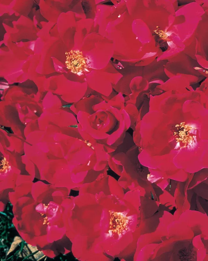 Rose 'Knock Out'