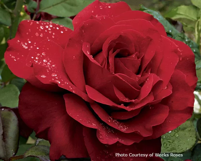 Rose 'Legends™'