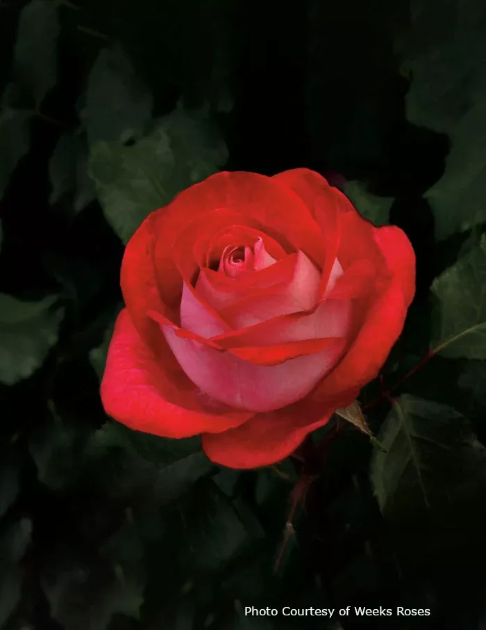 Rose 'Love At First Sight'