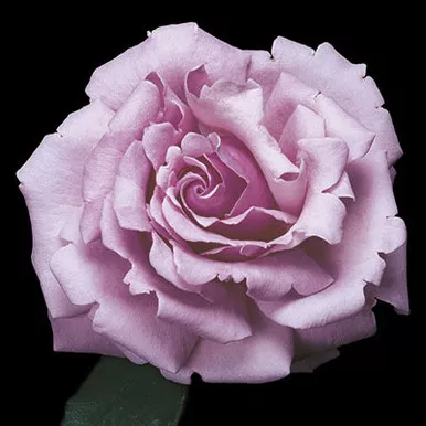 Rose 'Memorial Day™' - Weeks