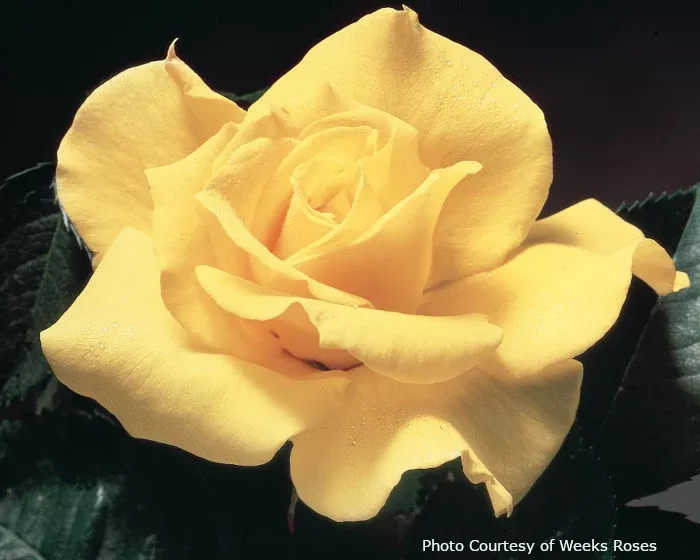 Rose 'Midas Touch™'