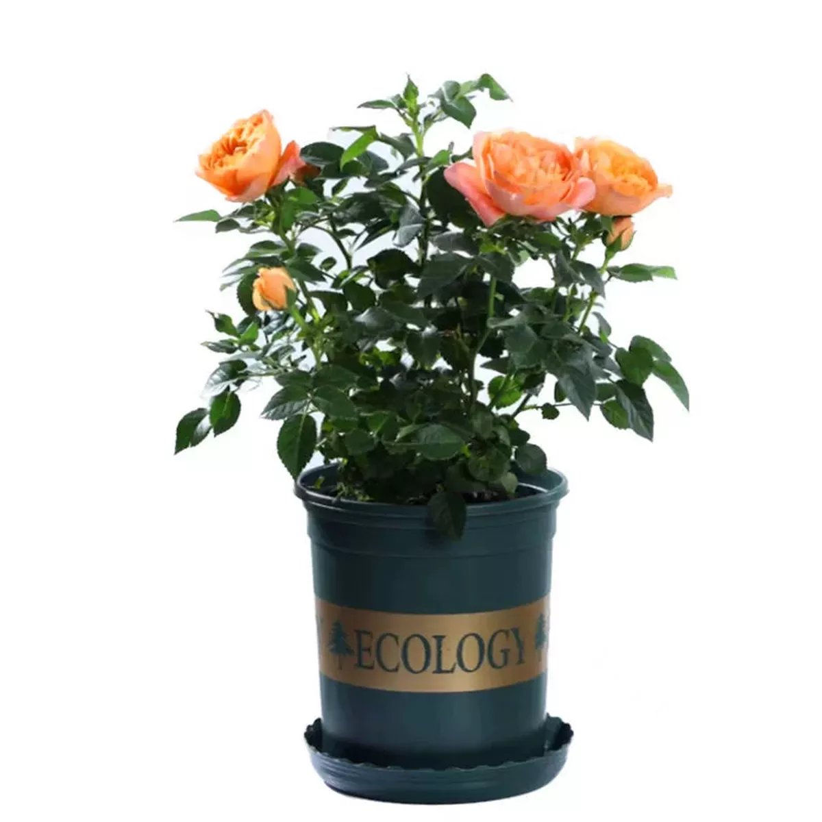 Rose-Mini – Light Pink | 5-Pot