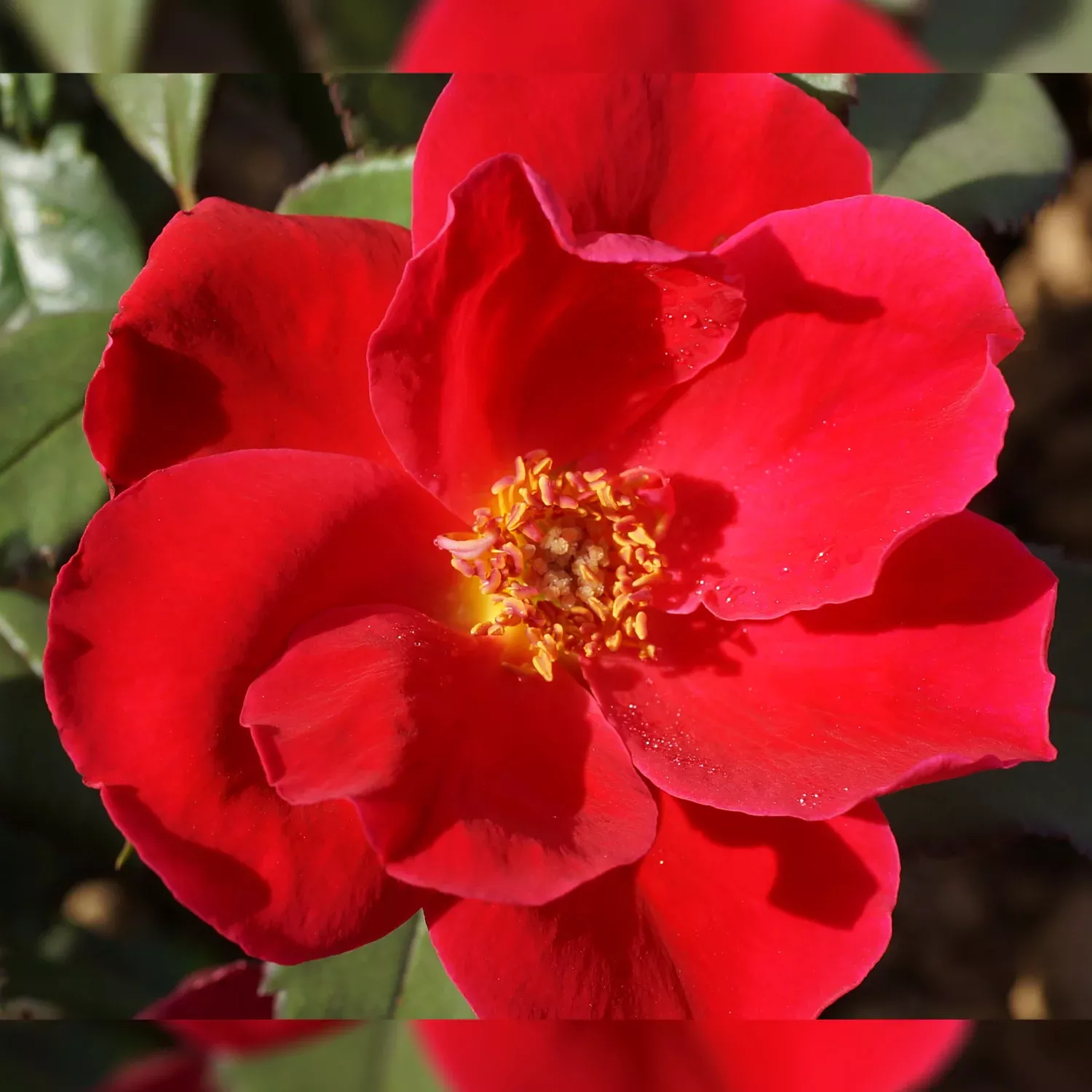 Rose, Miracle On The Hudson Flowering Shrub, 3 Gallon Container