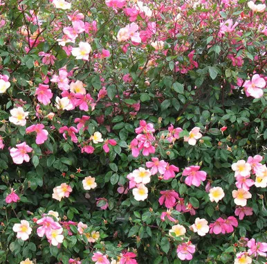 Rose Mutablis-Butterfly 3 Gallon