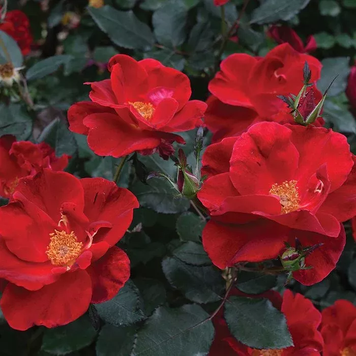 Rose My Landscape Miracle on the Hudson™ - 2 Gallon