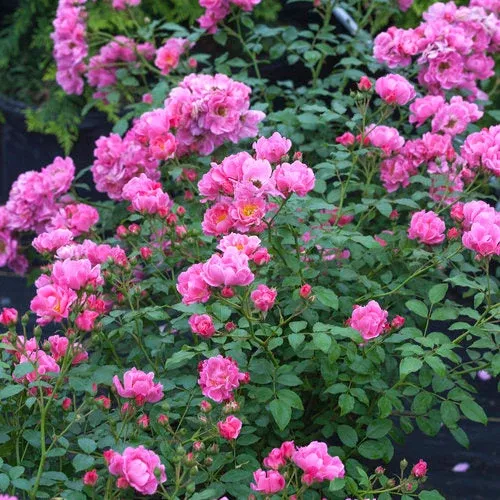 Rose Oso Easy Double Pink - 2 Gallon Pot