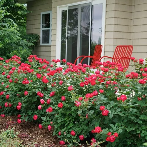 Rose Oso Easy Double Red - 2 Gallon Pot