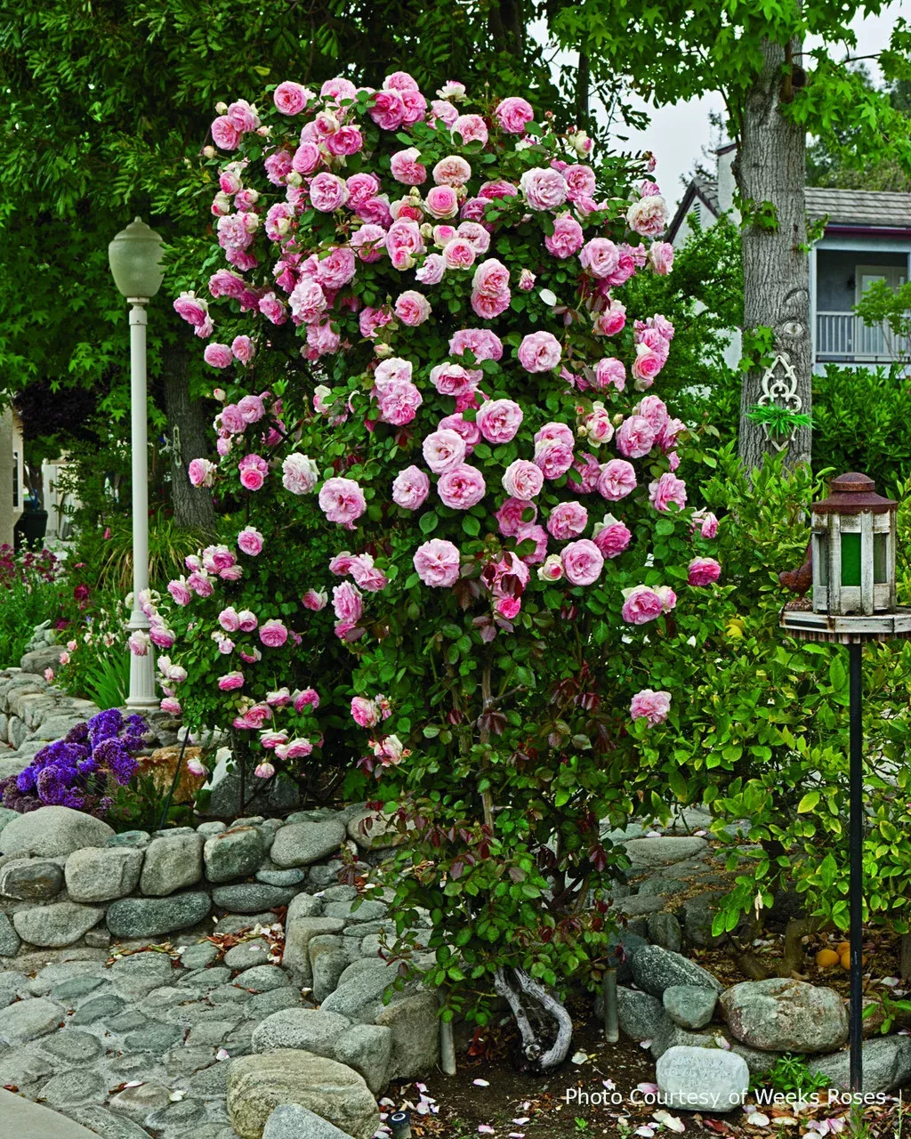 Rose 'Pearly Gates™'
