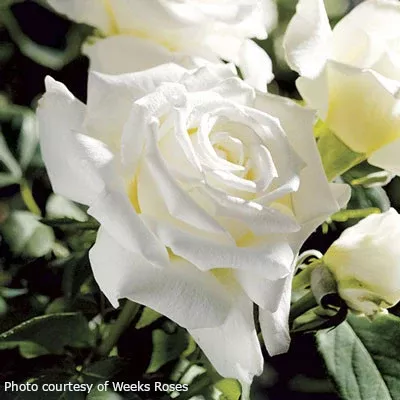 Rose 'Pope John Paul II Ultimate Rose Collection'