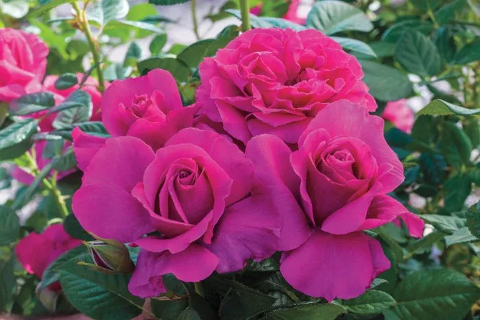 Rose 'Pretty Lady Rose™'