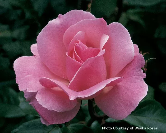 Rose 'Queen Elizabeth'
