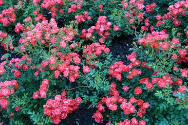 Rose 'Red Drift' 8 Inch