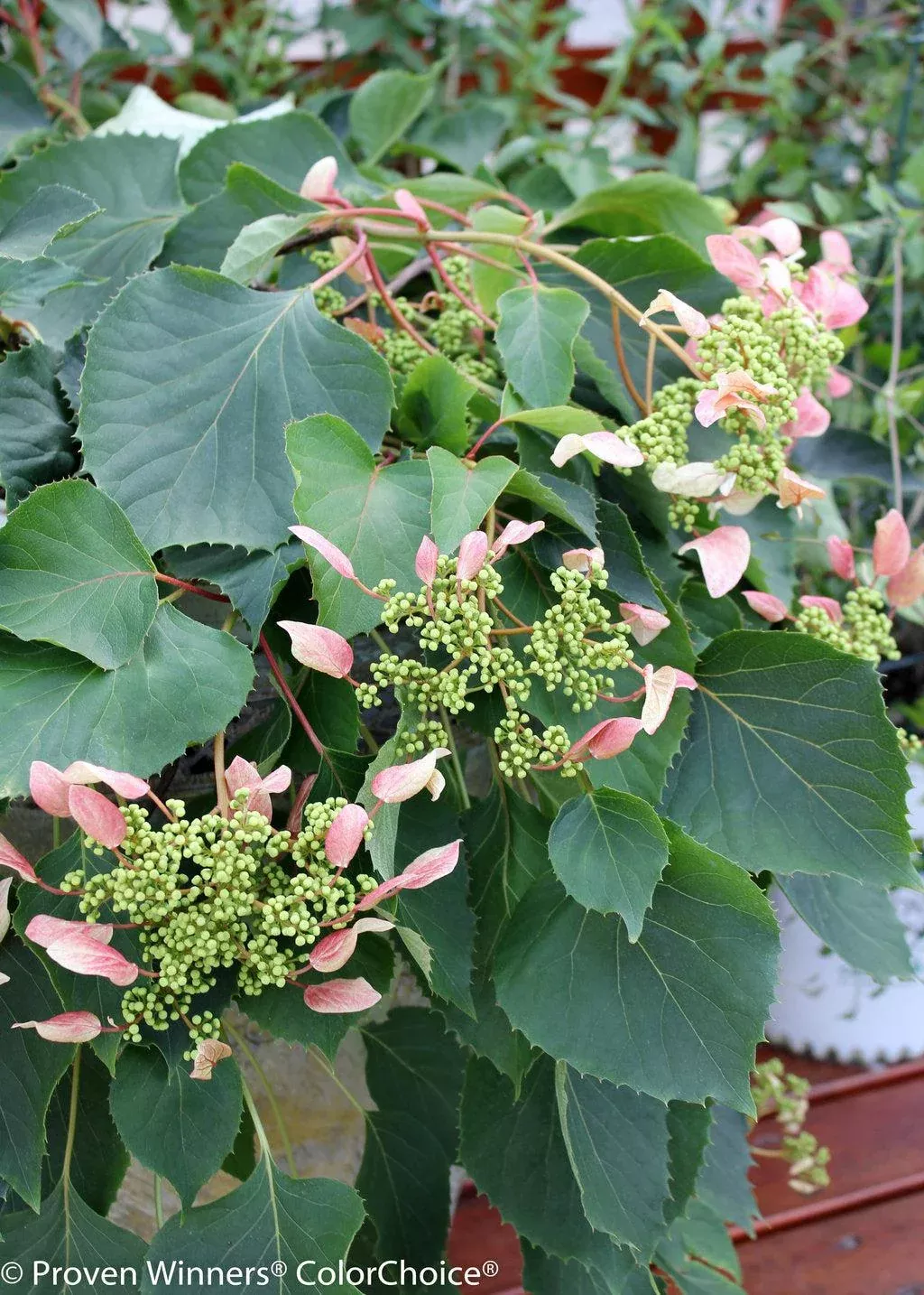 Rose Sensation False Hydrangea Vine