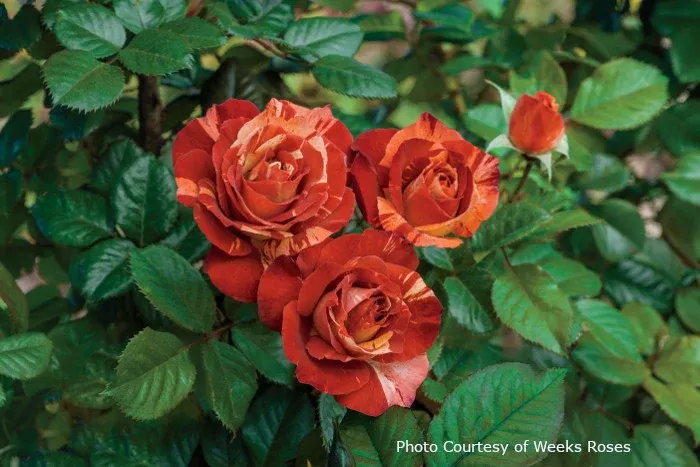 Rose 'Tropical Lightning™'