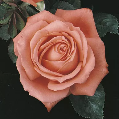 Rose 'Tropicana' - Weeks