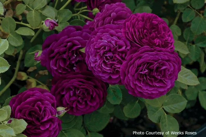 Rose 'Twilight Zone'