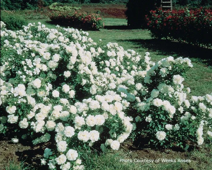 Rose 'White Meidiland'