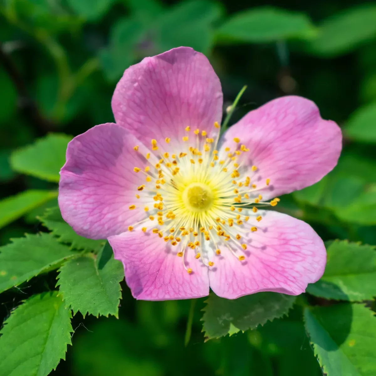 Rose, Wild Meadow (Rosa blanda)