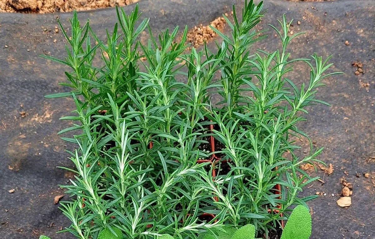 Rosemary - 4" pot