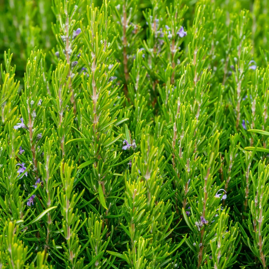 Rosemary 'Gorizia'