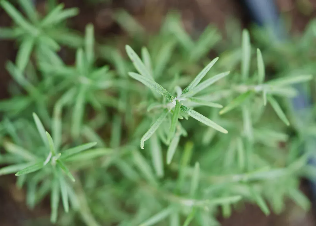 Rosemary - Herb Seeds