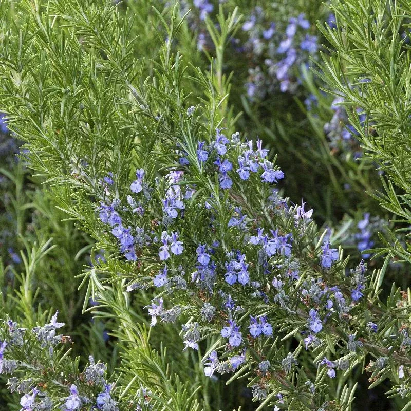 Rosemary Tuscan Blue Plant Plug (Rosmarinus officinalis ‘Tuscan Blue’) – Aromatic Culinary Herb with Striking Blue Blooms