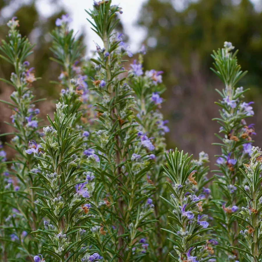 Rosemary 'Tuscan Blue'