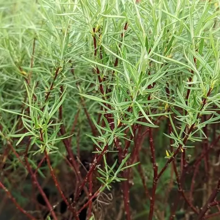 Rosemary Willow