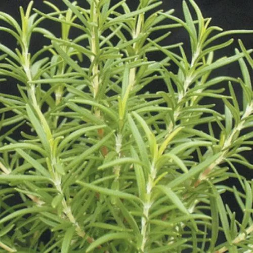 Rosmarinus officinalis 'Barbeque'- Barbeque Rosemary