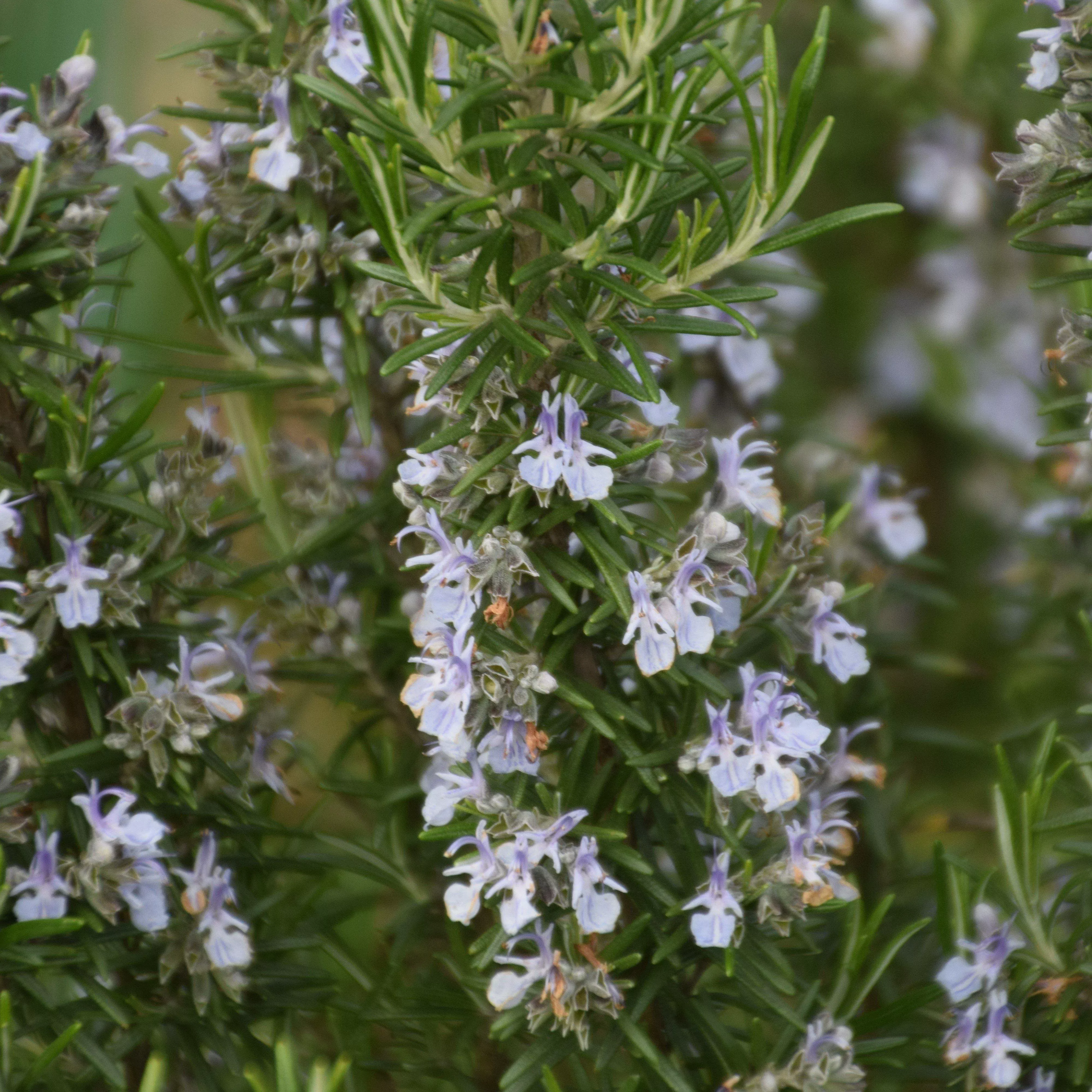 Rosmarinus officinalis 'Blue Spires'- Blue Spires Rosemary