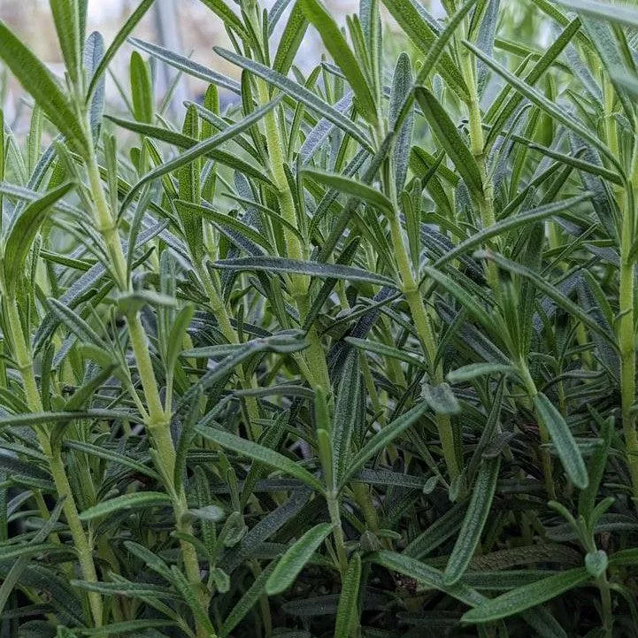 Rosmarinus officinalis 'Gorizia'- Gorizia Rosemary