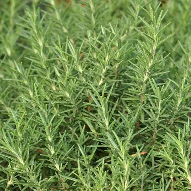 Rosmarinus officinalis 'Salem'- Salem Rosemary