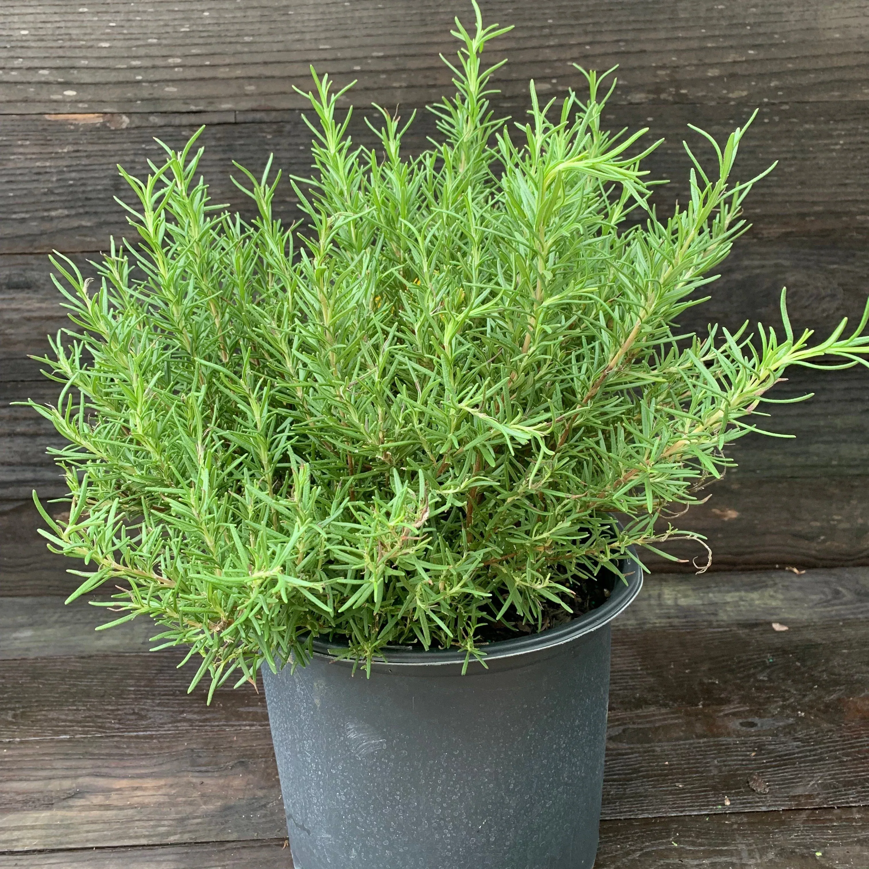 Rosmarinus officinalis 'Tuscan Blue'- Tuscan Blue Rosemary