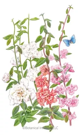 Rosy Cheek to Cheek Clarkia Seeds