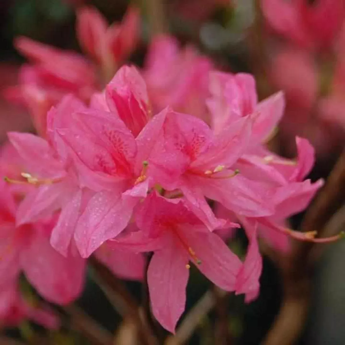 Rosy Lights Azalea