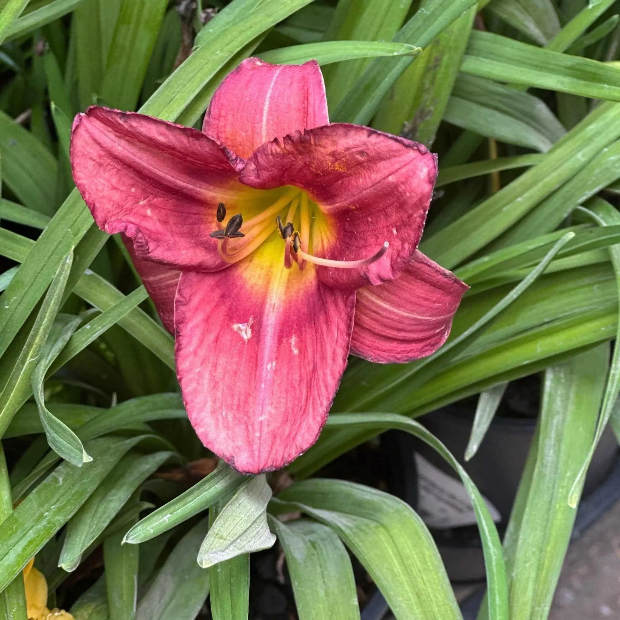 Rosy Returns Daylily