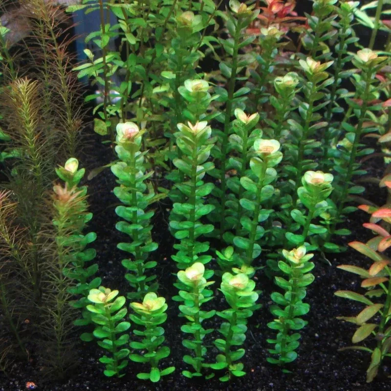 Rotala Indica Bonsai – Compact Aquatic Plant with Delicate Green Leaves, Perfect for Aquascaping