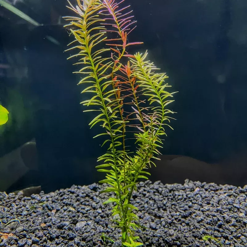 Rotala Rotundifolia – Vibrant Aquatic Plant with Rounded Leaves, Perfect for Dynamic Aquascapes
