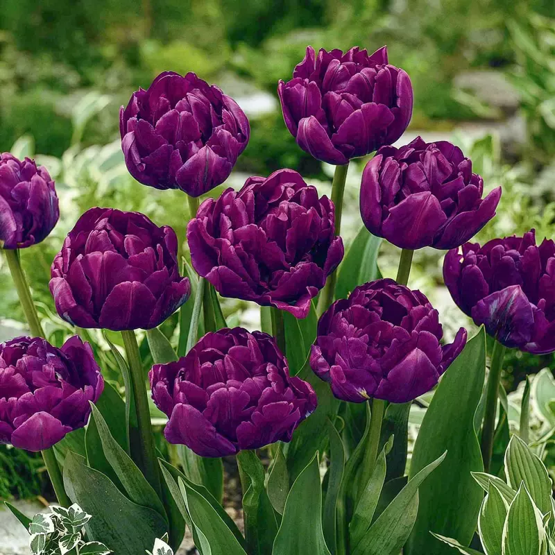 Royal Acres Tulip