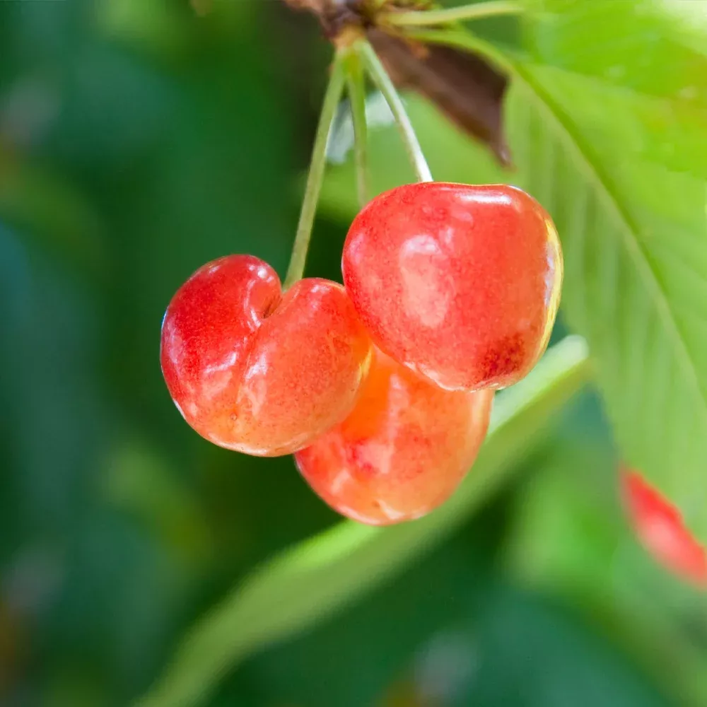 Royal Ann Cherry