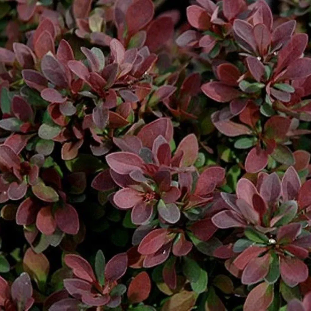 Royal Burgundy Barberry