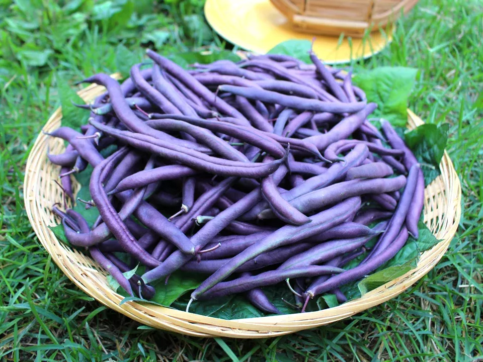 Royal Burgundy Organic Bean Seeds