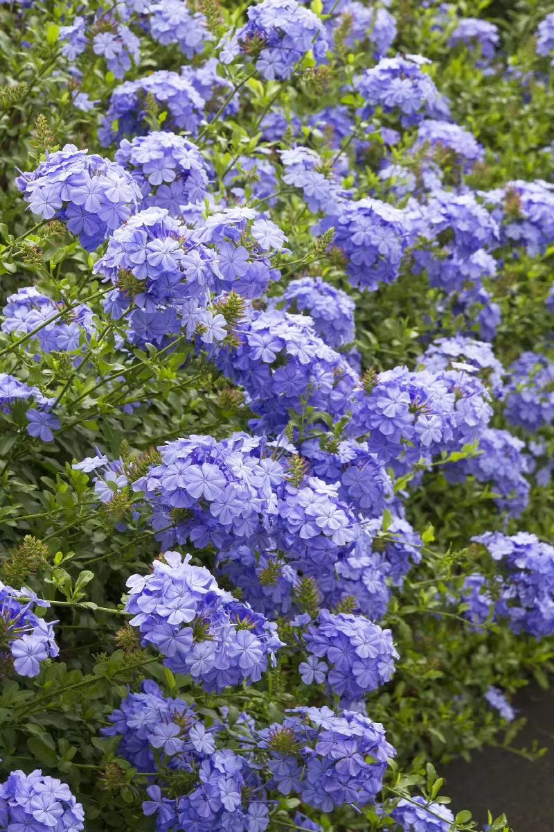 Royal Cape Plumbago