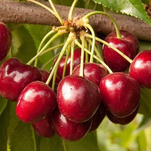 Royal Crimson Cherry
