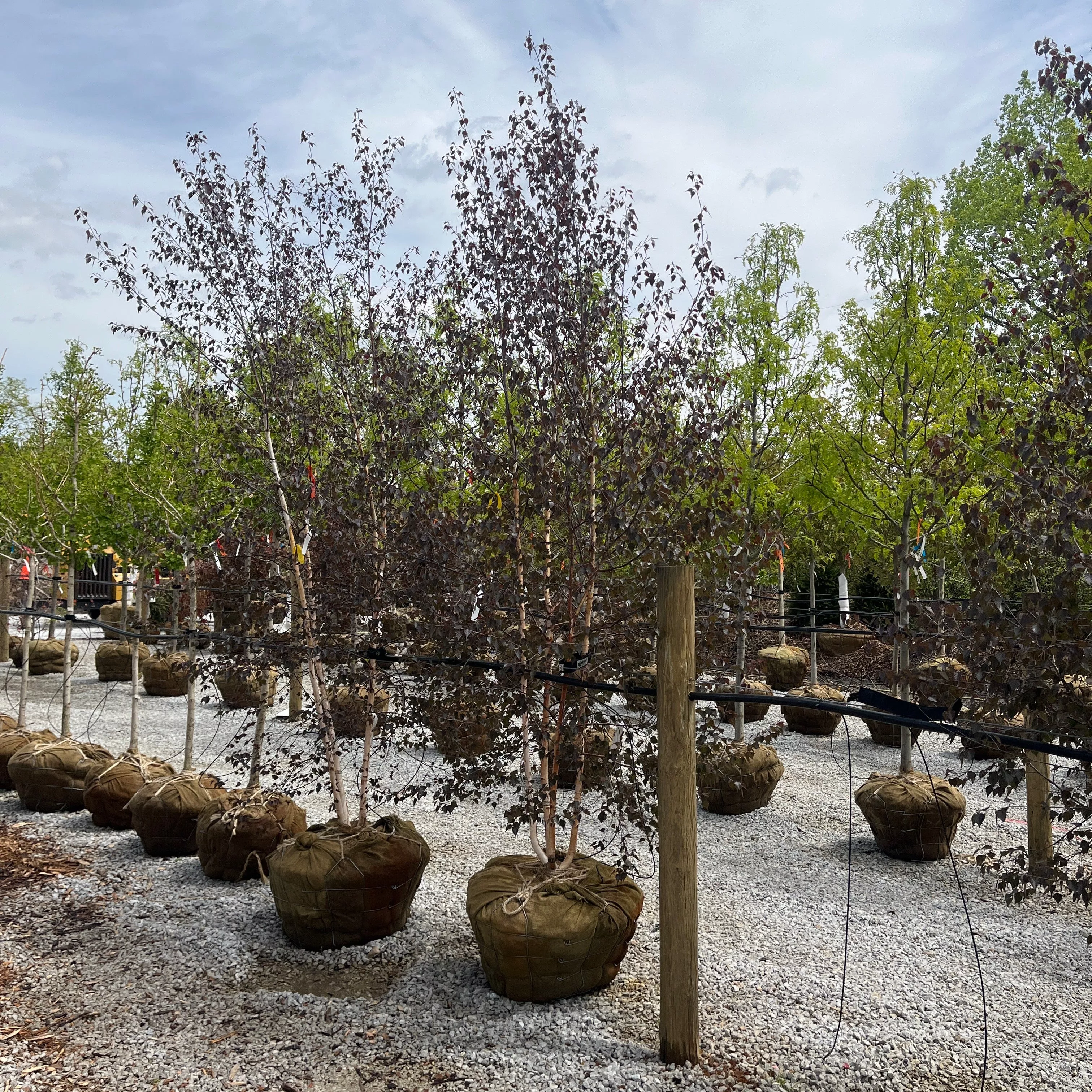 Royal Frost Birch - Betula - Ball & Burlap Tree (Multiple Sizes)
