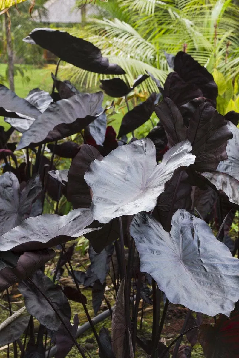 Royal Hawaiian Black Coral Elephant Ear