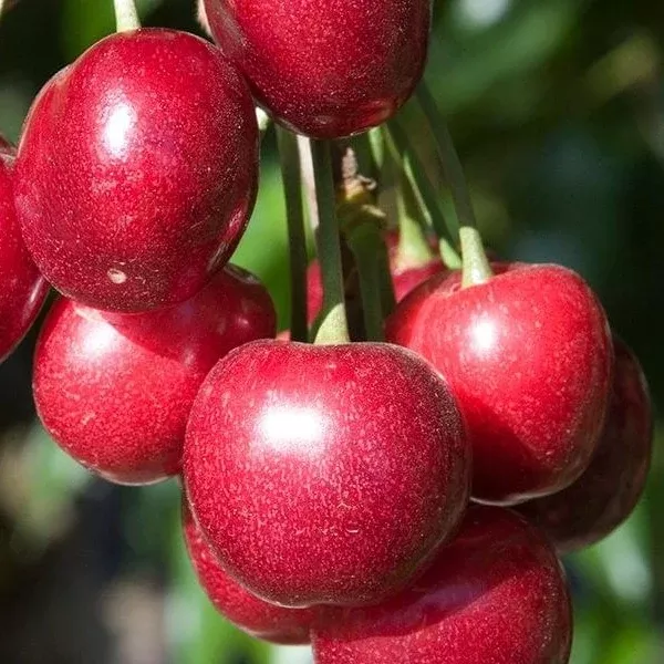 Royal Lee Cherry