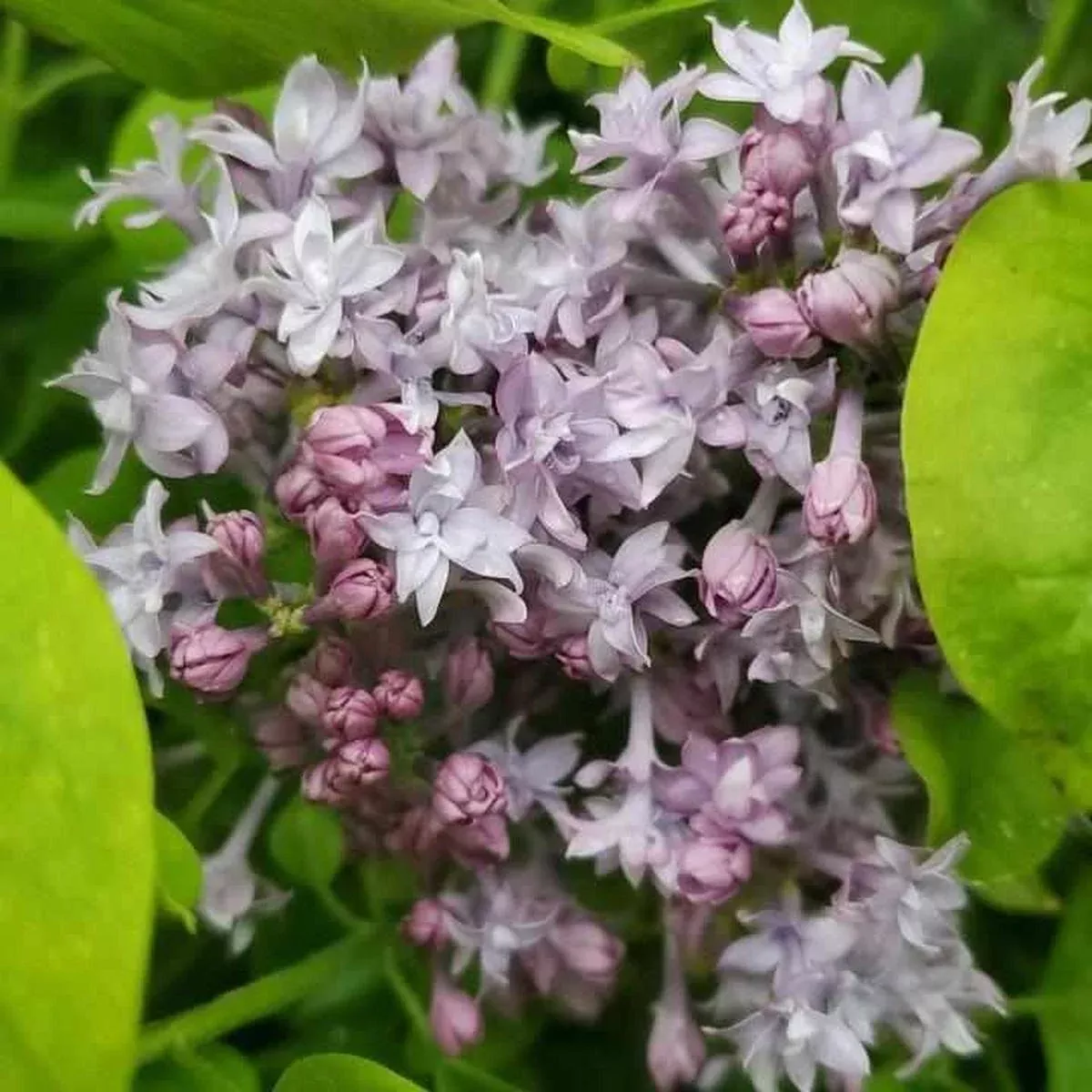 Royal Purple Lilac