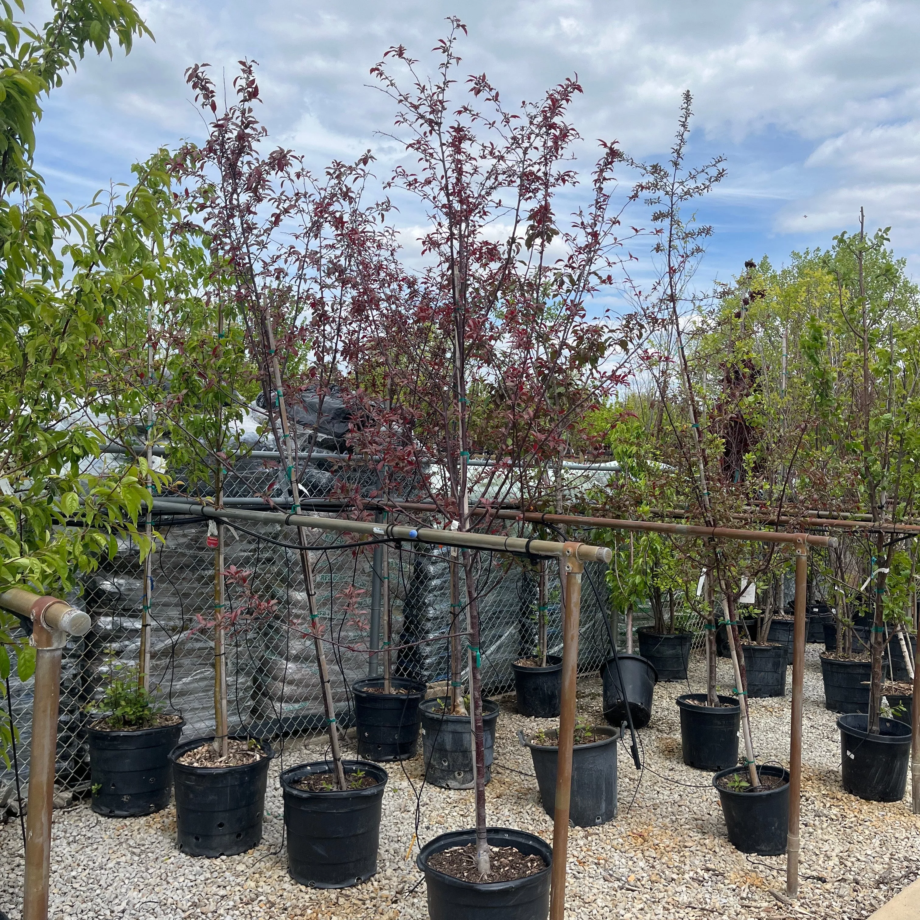 Royal Raindrops Crabapple Tree - Malus - 15 Gallon Potted Tree