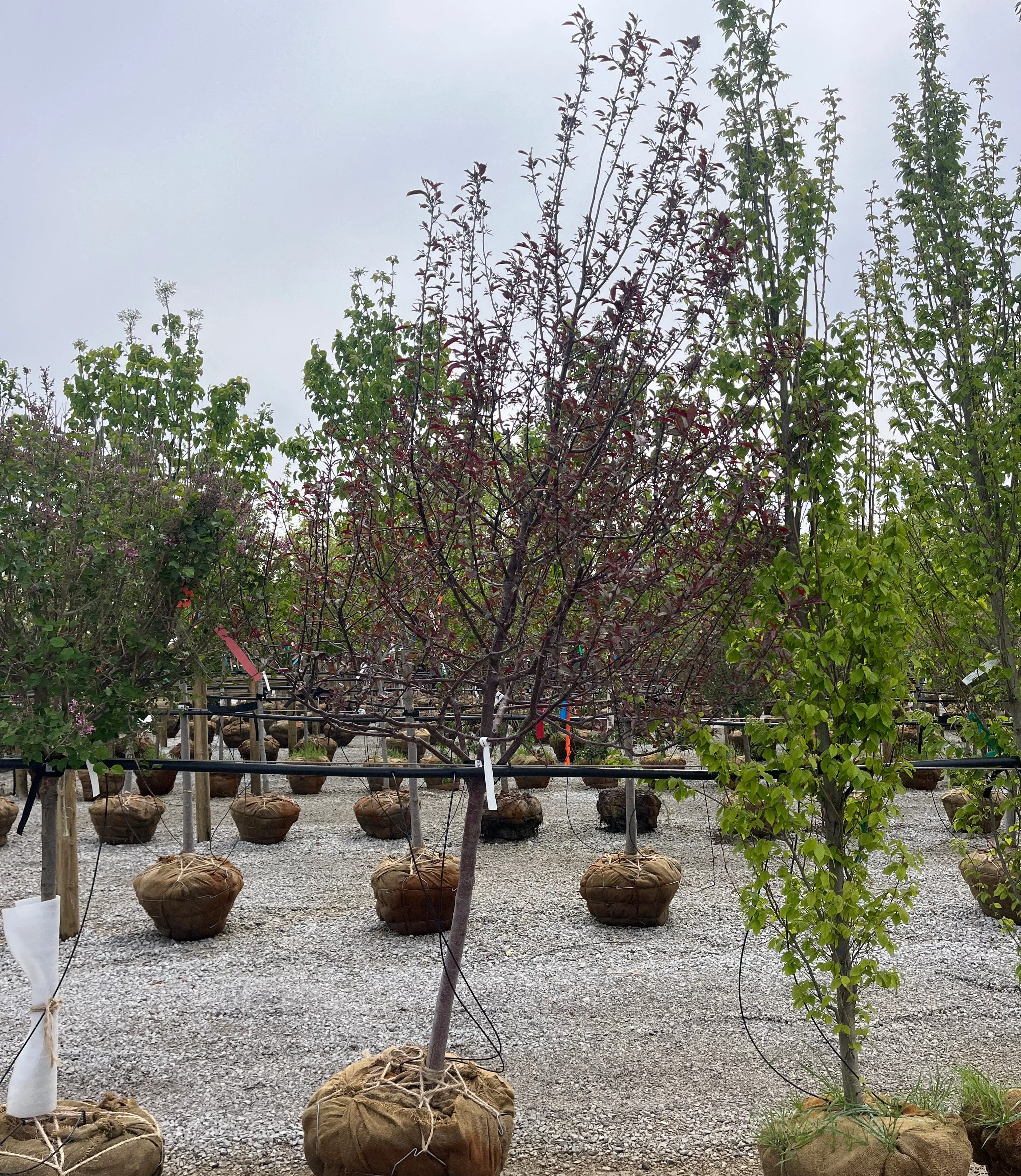 Royal Raindrops Flowering Crab - Malus - 2" Caliper Ball & Burlap Tree